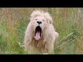 Serenity Kingdom Animals 4K  - Amazing World Of Wildlife Animals | Scenic Relaxation Film