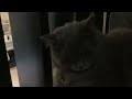 A video of my cat (part 6)