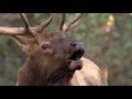 Life of Elk! The year-round life cycle of elk.