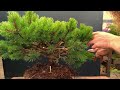 How to take care of your Bonsai trees in Summer (Part 2)