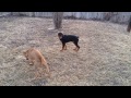 Rottweiler and Pit Bull Play