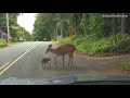 C'mon, Bambi! Mama deer rescues fawn frozen in fear on road
