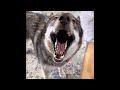 Funniest Husky Videos | Funny And Cute Dog Videos Compilation