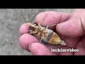 Cicada Life & Death 3 Lots Of Beautiful Cicada Rescues HYPER EDUCATIONAL VIDEO