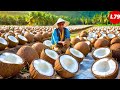 OIL Making Process from Coconut in Factory - Coconut Oil Processing Factory