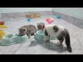 Try Not To Laugh Cats And Dogs Videos 😎 - Best Funniest Animals Video 2024 #4