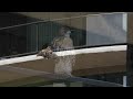 Young Hawks in NYC & A Lucky Fledgling 🏙️ #birdwatching