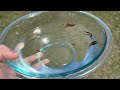 Aquarium Buyer Beware Japanese Medaka Ricefish and Reworking Lineage