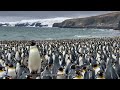 The Penguins, Astonishing story #shorts