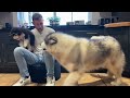 Giant Husky Meets New Puppy For The First Time! (Cutest Ever!!)