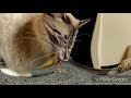 Catnip being eaten by a cat in slow motion.