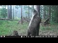 Medvedia ruja - máj 2024 (the bear rut)