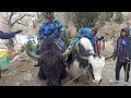 yak ride kullu manali#trending #manalitrip  😂😂manaliHimachal