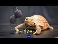 ASMR MUKBANG EATING FOOD 🐢 Turtle Tortoise 83