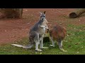 Riesenkänguru: Grooming mit Hindernissen