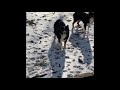 Australian Shepherds barking n hangout