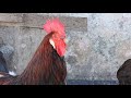Rooster Crowing Compilation 2020 - Plus Chicken Sounds and Noises in the Morning