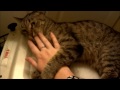 We found this stray cat... wait till you discover it's amazing secret!