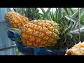 I Immediately Stopped Spending Money Buying Pineapples When I Learned About This Tip