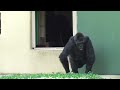 Nene screams in anger at Shabani. gorilla, Silver back.