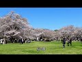 春の昭和記念公園 　桜とチューリップ