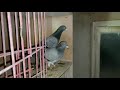 Trying To Get An OLD PIGEON To BREED AGAIN