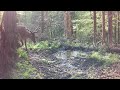 Jar pri kalisku | Spring near the forest pool