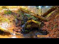 Calm Your Soul 🍁 Calm Your Mind With Beautiful Relaxing Autumn Music   Best Indie Pop Folk Playlist