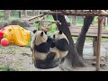可可、爱爱一起研究藏食球【Panda：渝可Yu Ke、渝爱Yu Ai】