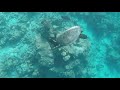 Komandoo Resort Maldives - Friendly turtle