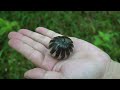 Millipedes and centipedes in Borneo