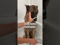 German Shepherd refuses to take a bath | Funny Reaction