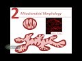 Dr Benjamin Bikman   Insulin vs ketones  The battle for the mitochondrion