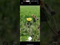 Top 3 Mobile Photography Ideas | Nature photography ideas | Easy Mobile Photography Idea #trending