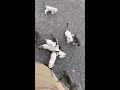 Guy Saving a Kitten Gets Ambushed by a Group of Them || ViralHog