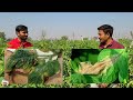 tamatar ki kheti🍅| टमाटर की खेती | tomato farming | A to Z जानकारी | #tamatar | #seminis_virang