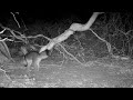 Gray fox goes insane over an apple! Browning Recon Force Elite trail cam