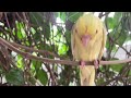 How my baby cockatiel reacted to fresh air