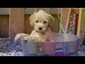 7 Reasons You SHOULD NOT Get a Goldendoodle