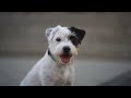 Parson Russell Terrier Czacza - Tricks and fun