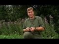 Ray Mears - How to make natural cordage from nettles, Bushcraft Survival
