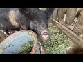 Another Pig Pregnant In My Farm