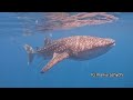 4K | DISCOVER THE HIDDEN PARADISE, DHIFFUSHI ISLAND | Diving & Snorkelling | Maldives 2023