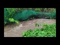 Welcome Monsoon Rain In Andaman.