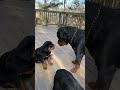 PUPPY 1st TIME MEETING DAD