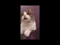 😂 Funniest Cats and Dogs Videos 😺🐶 || 🥰😹 Hilarious Animal Compilation №378