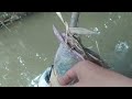 Mancing Wader di spot Keramat Goa Jepang