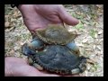 Insight To Wildlife - Blue Crabs