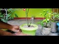 Rose airlayering ||Bonsai & Home gardening||