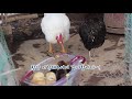 5 common mistakes you must avoid when you raise chickens(English Sub)